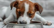 Karma typu gastrointestinal – kiedy i dlaczego warto ją podawać psu?