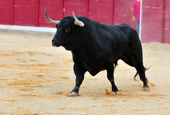 Polskie miasto zakazało rodeo. "Tysiące osób chciało je obejrzeć"