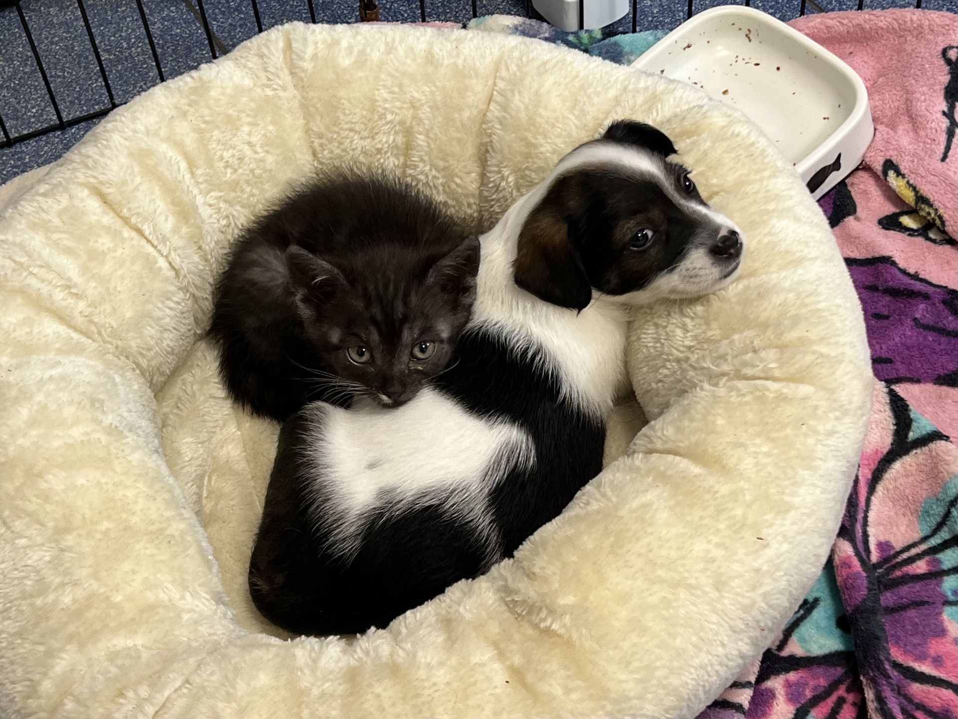 Podopieczni Schroniska w Celestynowie