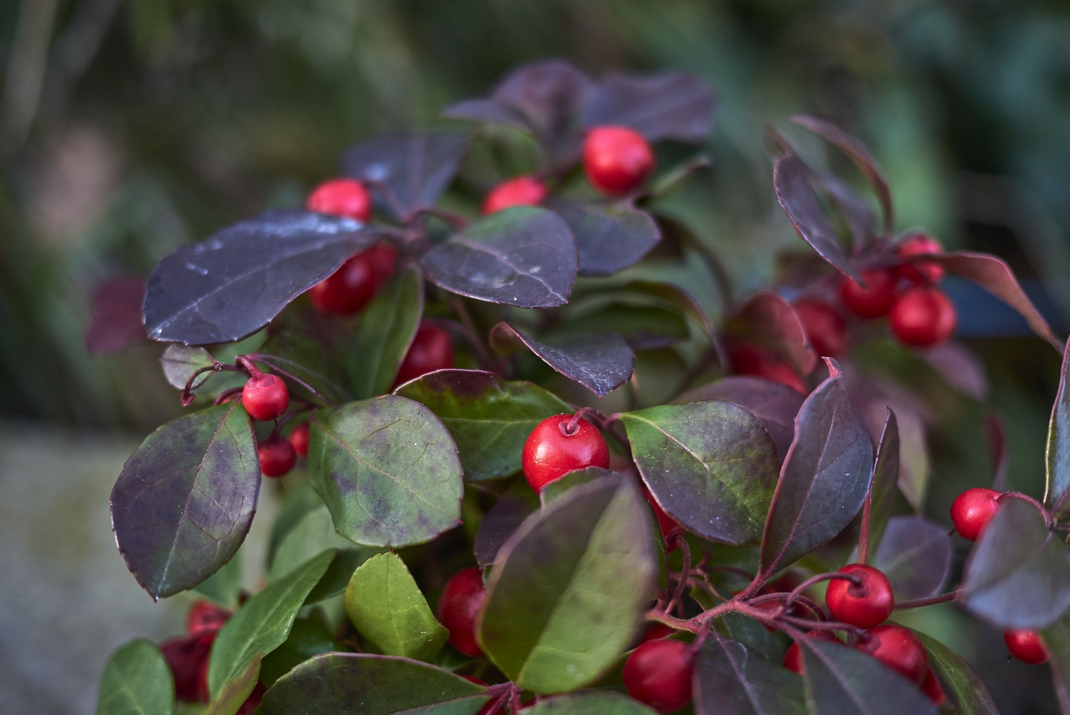 Gaultheria procumbensGaultheria procumbens with fruitseven75wintergreen, gaultheria procumbens, american wintergreen, eastern tea-berry, checker berry, box berry