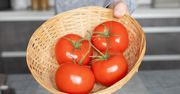 Dlaczego twoje pomidory są mdłe i szybko się psują? Większość z nas popełnia ten błąd