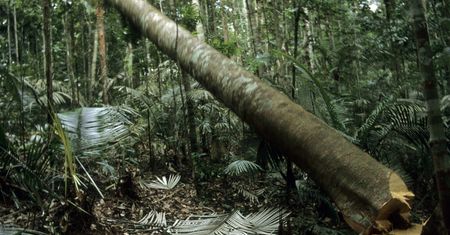 Pierwsze porozumienie na szczycie COP26. Ma powstrzymać wylesianie planety