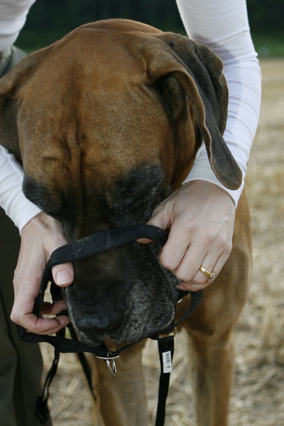 Zmarła dziewczynka pogryziona przez psy. Śledczy ujawniają szczegóły