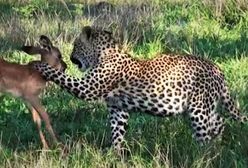 Lamparty złapały małą impalę. Zobacz, co stało się później