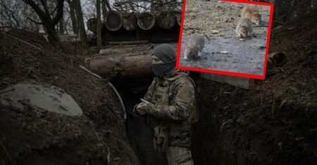 Ogromny problem na froncie. Plaga szczurów prawdziwym zagrożeniem