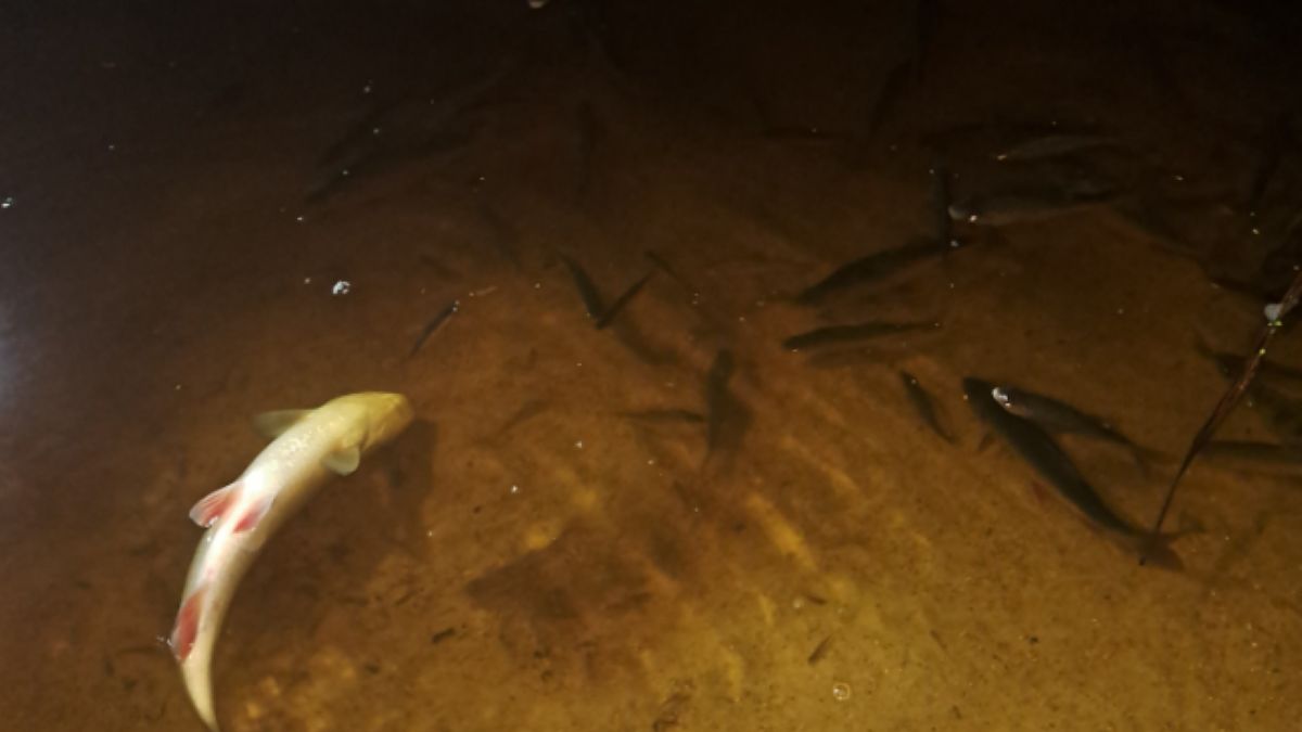 Śnięte ryby we Wkrze