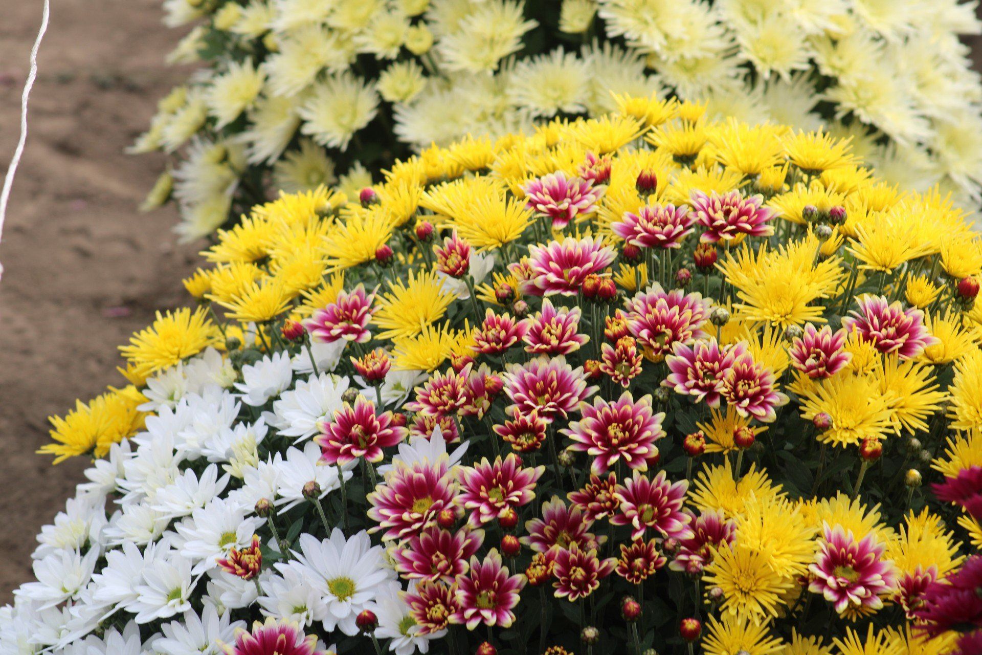 Chryzantemowe zagłębie w gminie Igołomia-Wawrzeńczyce. Tu jesienne kwiaty zdobią wjazdy na posesje, żeby przyciągnąć klientów