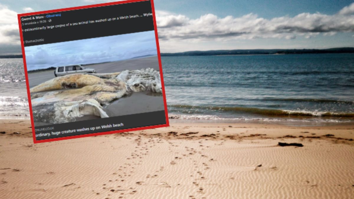 Niecodzienne znalezisko na plaży w Walii.