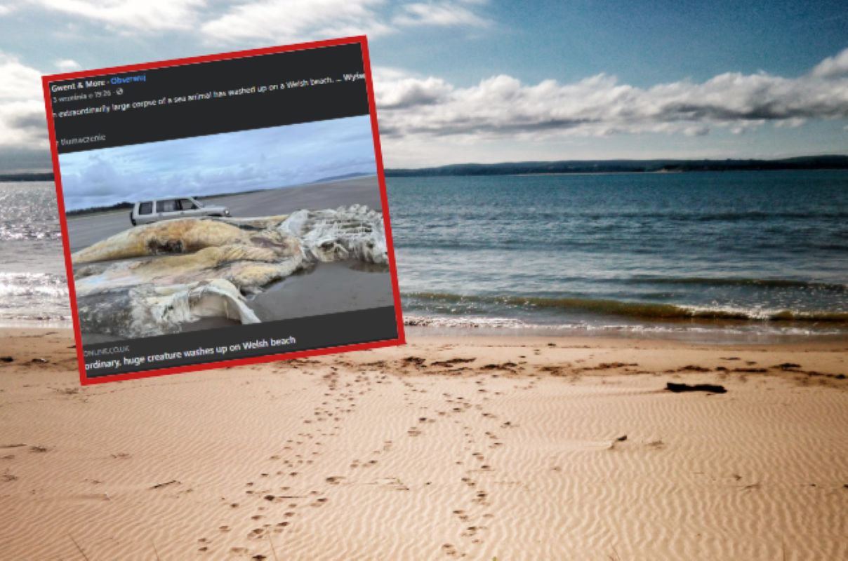 Tajemnicze stworzenie wyrzucone na plaży. To nie pierwszy taki przypadek