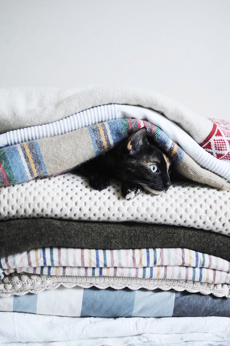 „Cat Effect", czyli cztery pory kota 16