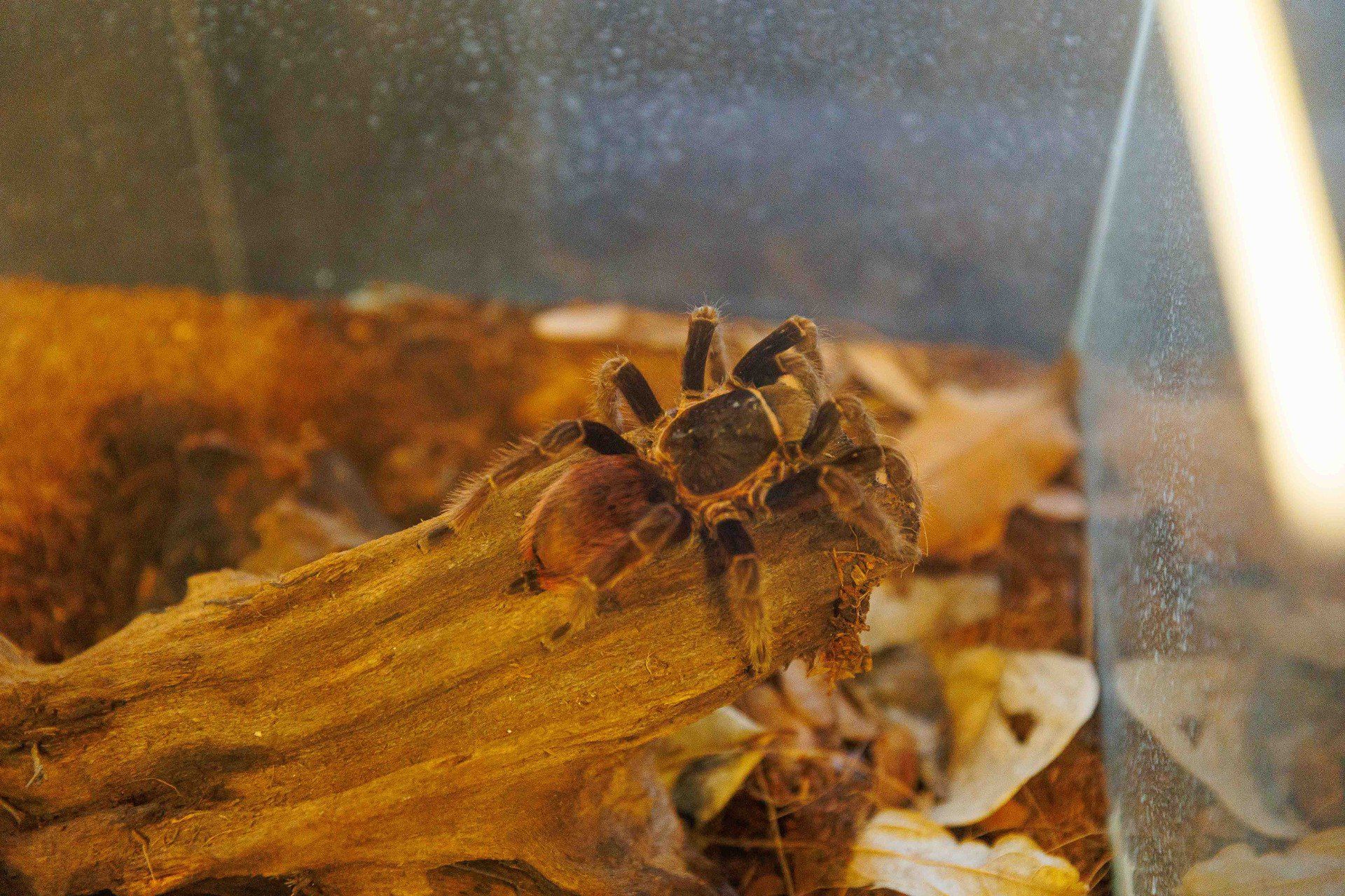Targi terrarystyczno-akwarystyczne. Chorten Arena. Białystok
