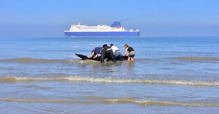 30 potężnych zwierząt utknęło na plaży. W akcję włączyli się mieszkańcy i działacze
