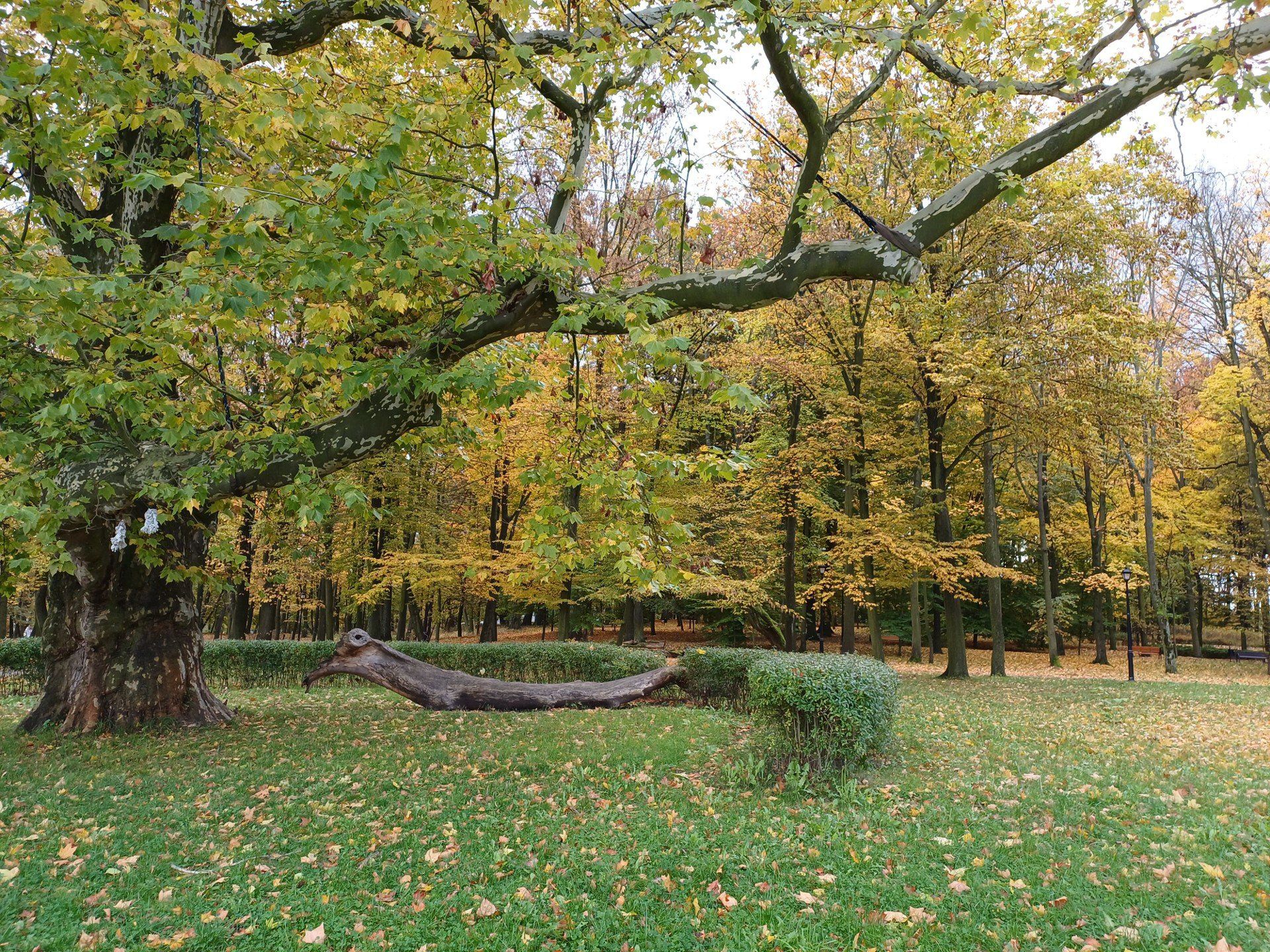 Park i Pałac Tiele-Wincklerów w Bytomiu.