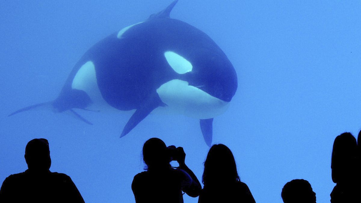 Kiska od 43 lat żyje w parku wodnym w Kanadzie