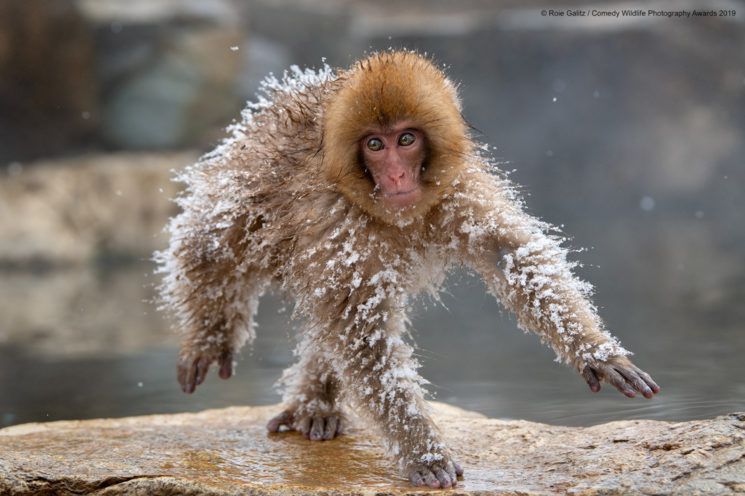 Najśmieszniejsze zwierzęta w konkursie Comedy Wildlife Photography Awards 2019 5