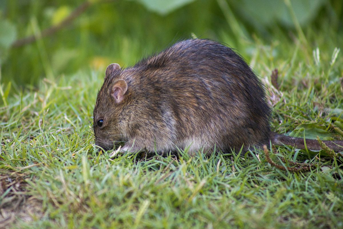 Gryzoń w naturalnym środowisku