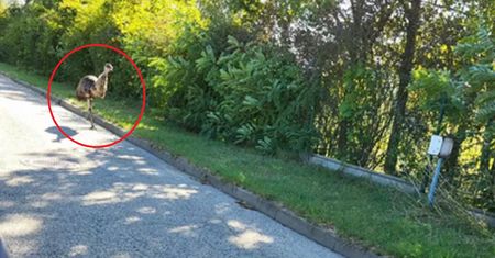 Taki widok w Rybniku. Szybko wezwał służby