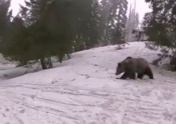 Jak hibernują? To ich zimowa strategoa przetrwania