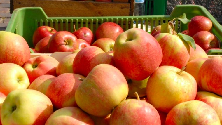 Warszawa. Film dokumentalny "Jadalne miasto" dostępny w sieci od piątku. A w weekend uczestniczyć będzie można na Jazdowie w warsztatach na temat miejskiego ogrodnictwa i pozyskiwania nasion