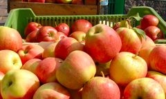 Warszawa. "Jadalne miasto". Dokumentalny film o ogrodnictwie i rolnictwie w wielkiej aglomeracji