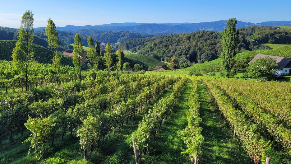 Słoweńskie winnice zachwycają