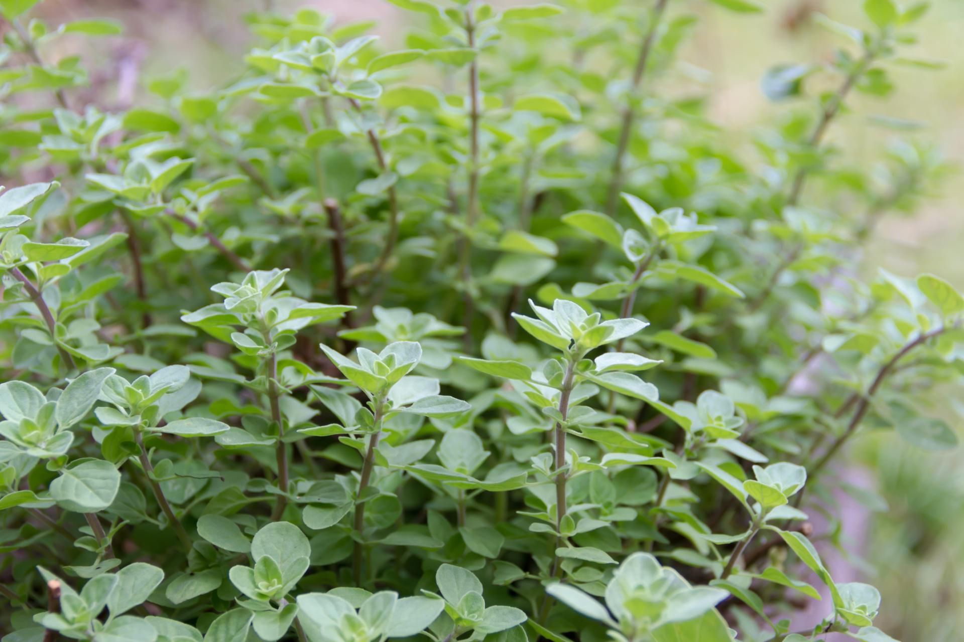Oregano ma nie tylko świetny smak, ale i zdrowotne właściwości