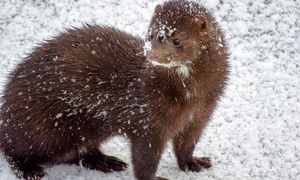 Zakaz hodowli zwierząt na futra wraca do Sejmu. Senat zgłosił poprawki