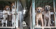 Korea Południowa. Psy przeznaczone do jedzenia uratowane po miesiącach cierpień