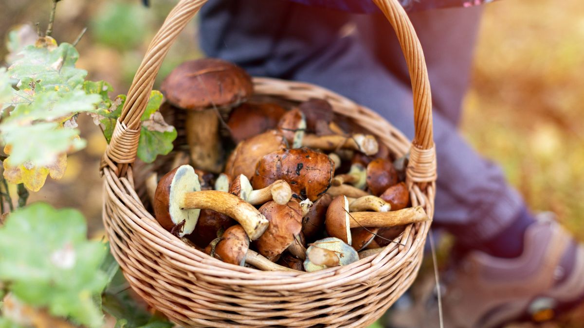 W tych miejscach nie zbieraj grzybów