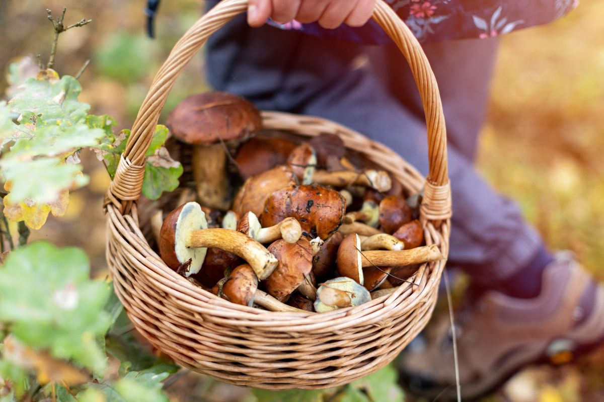 W tych miejscach nie wolno zbierać grzybów. Mogą być niebezpieczne dla zdrowia