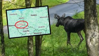 Polskie łosie wędrują do Niemiec. "Można skończyć w szpitalu"