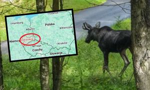 Polskie łosie wędrują do Niemiec. "Można skończyć w szpitalu"