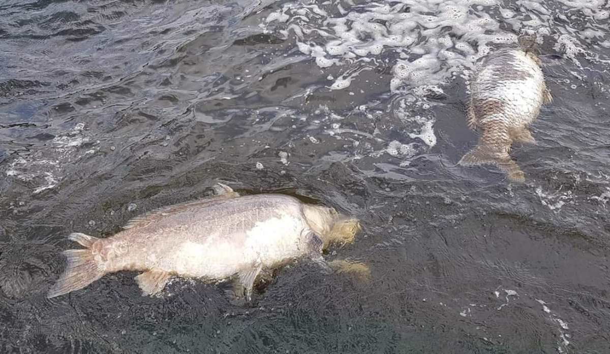 Katastrofa ekologiczna w Rybniku. Wędkarze zrozpaczeni