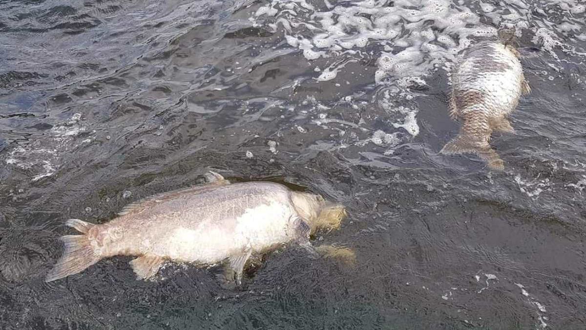 W Zalewie Rybnickim umierają kolejne karpie gigany