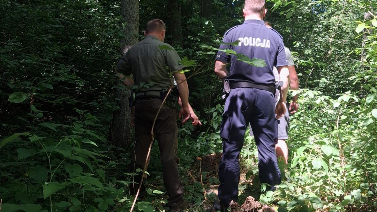 Kradli drewno z lasu