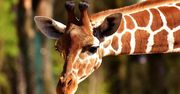 Odkryto wyjątkowo żyrafy. Są inne niż wszystkie