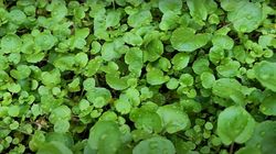 Rukiew wodna. Jedno z najzdrowszych warzyw świata