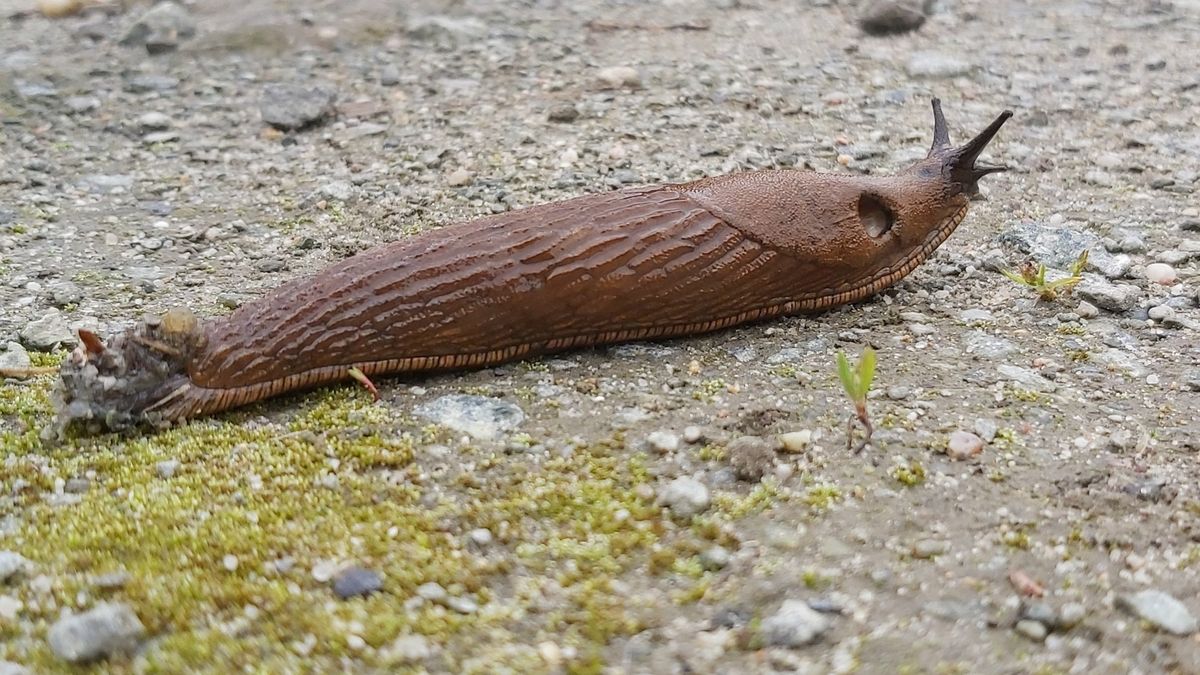 Zbliża się plaga ślimaków. Tak się ich pozbędziesz - zdjęcie ilustracyjne