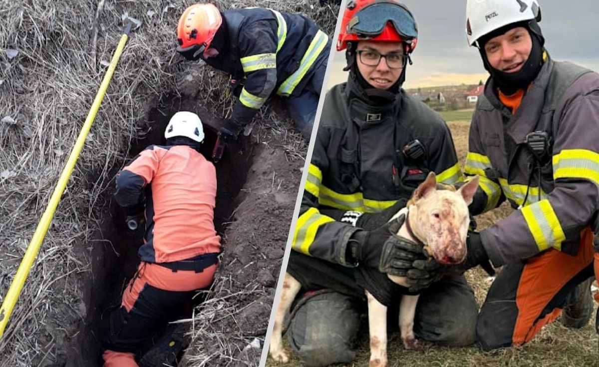 Strażacy uratowali psa przed nutriami