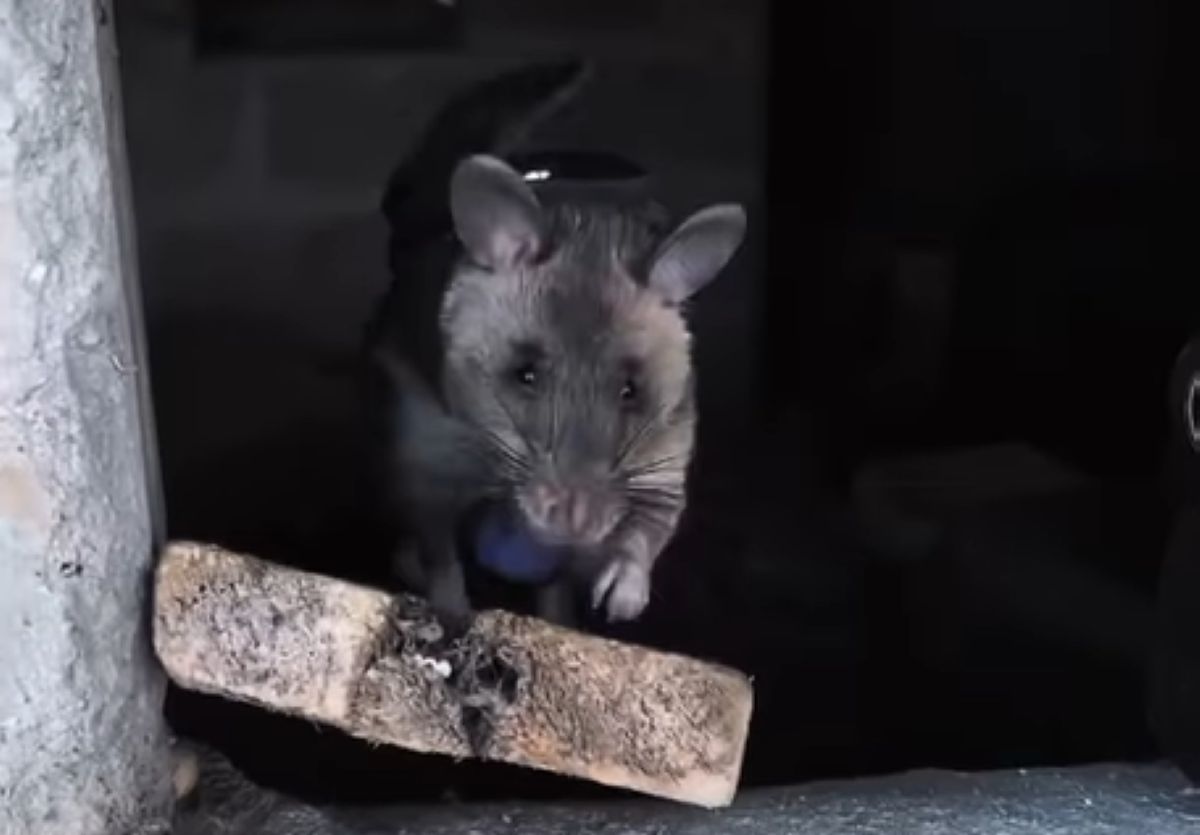 Wielkoszczury rozpoczynają szkolenie. Będą ratować ludzi pod gruzami