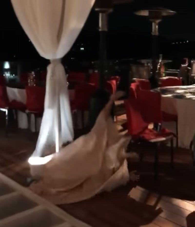 Izabella Scorupco wspomina upadek na weselu. Zabawa była przednia 
