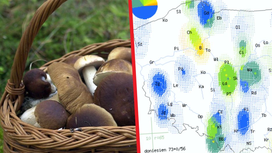 W lipcu w lasach zaczynają pojawiać się niektóre gatunki grzybów