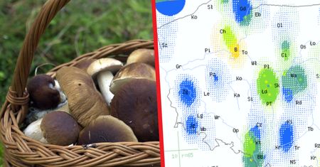 Grzybobranie latem. Jakie grzyby pojawiają się w lipcu?