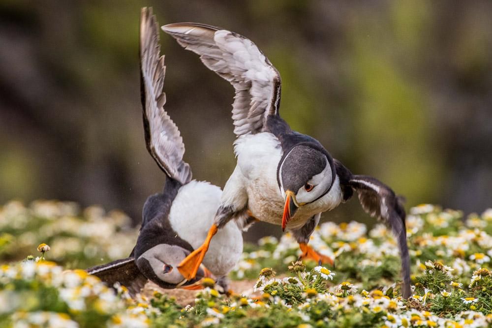 Prezentujmy Wam zwycięskie zdjęcia konkursu British Wildlife Photography Awards 2016 14