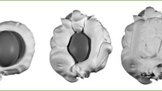 BACS - system pakowania w bakterie 1