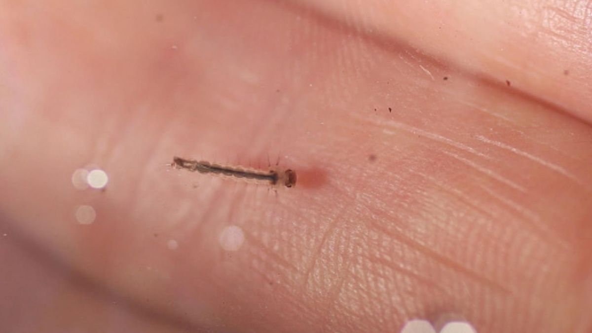 Psotnik zakamarnik to zmora wielu domów. Jak się pozbyć uciążliwych insektów?