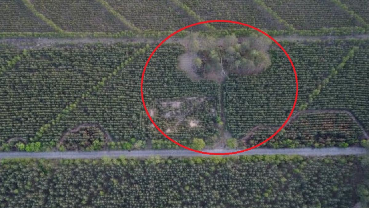 Smutne zdjęcia z lasu. Nieznany sprawca podpalił go w trzech miejscach 