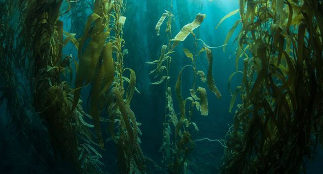 Mikroalgi mogą wyżywić świat