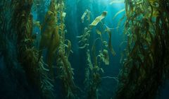 Mikroalgi mogą wyżywić świat