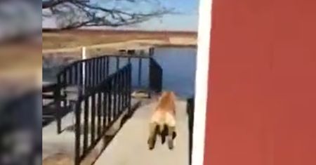 Kąpiel psa w stawie. Wypuścił labradora na lód, nie mógł powstrzymać śmiechu